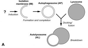 A STEP TOWARDS PEACE The Nobel Prize in Physiology or Medicine 2016-10-3 Yoshinori Ohsumi   