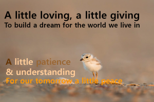A STEP TOWARDS PEACE FOR PEACE : Ein bißchen Frieden<A Little Peace> by Nicole Flieg Peace Nicole Flieg Ein bißchen Frieden A Little Peace   