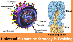 A STEP TOWARDS PEACE Universal flu vaccine Strategy is Evolving WHO universal flu vaccine swine influenza Spanish Flu seasonal influenza virus H5N1 H1N1 flu vaccine strategy CDC avian influenza   